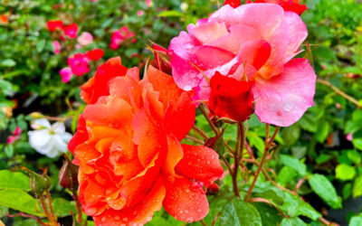 Le jardin en Mai